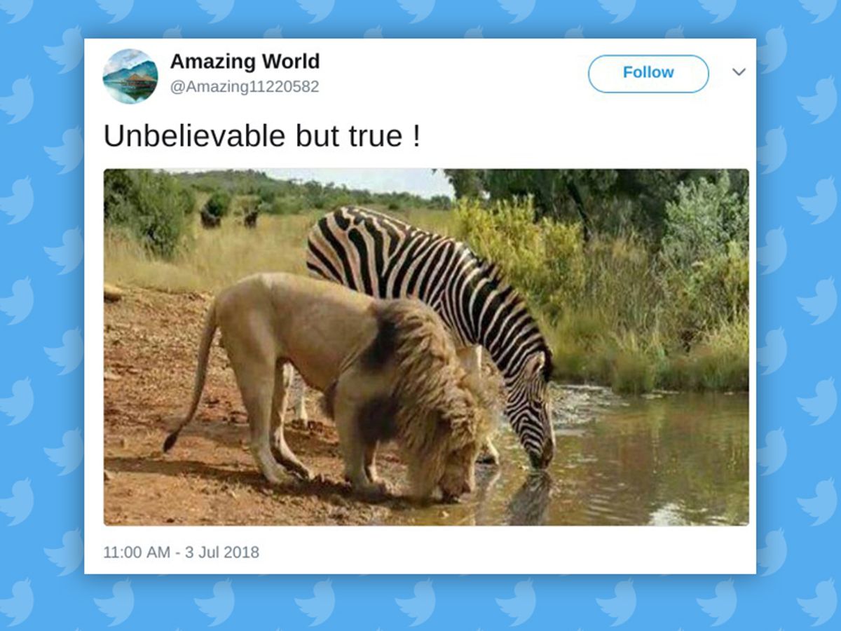 Does This Image Show a Peaceful Meeting of a Lion and a Zebra at a Watering  Hole? 