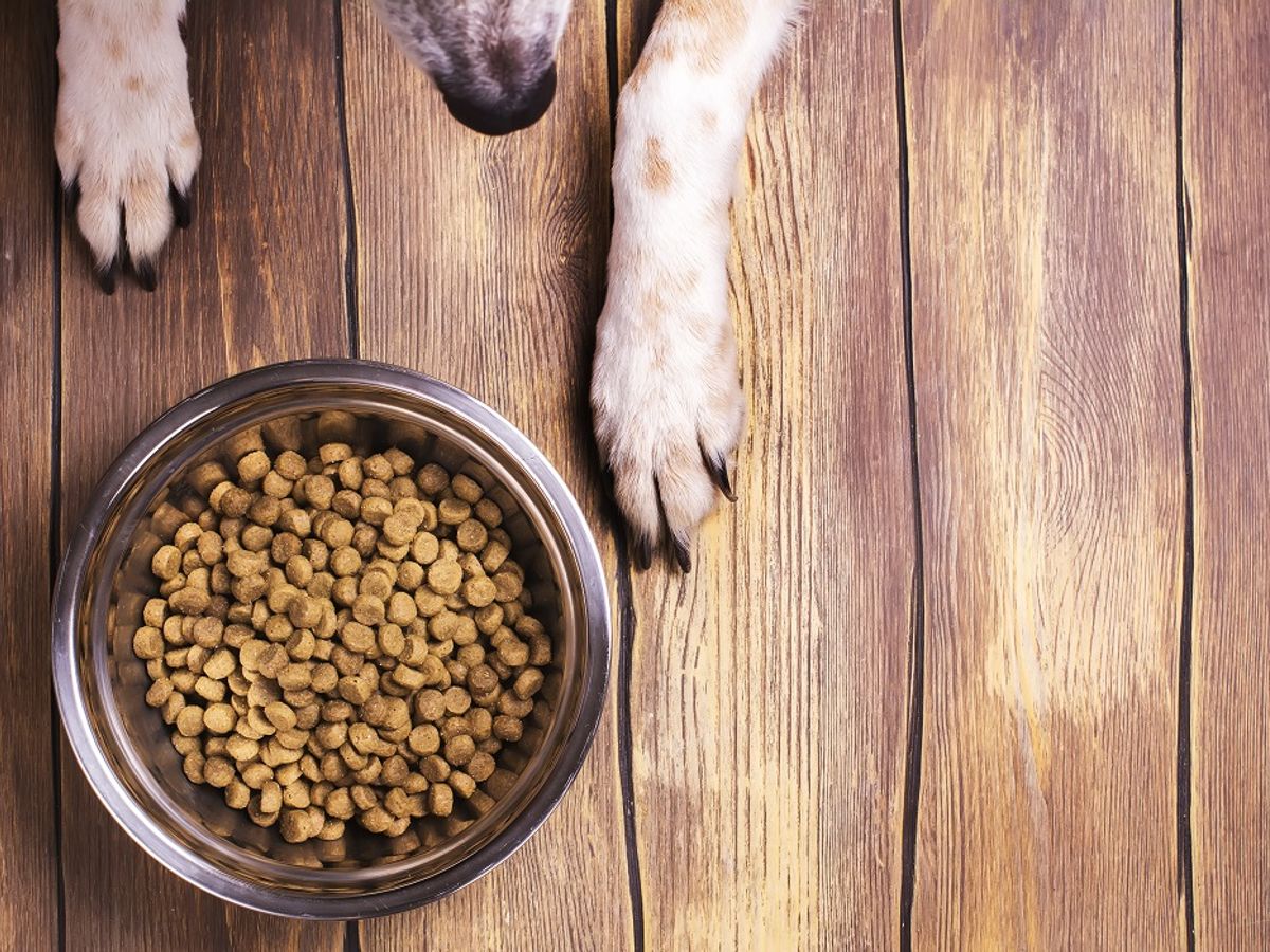 Dog foods on fda list sale