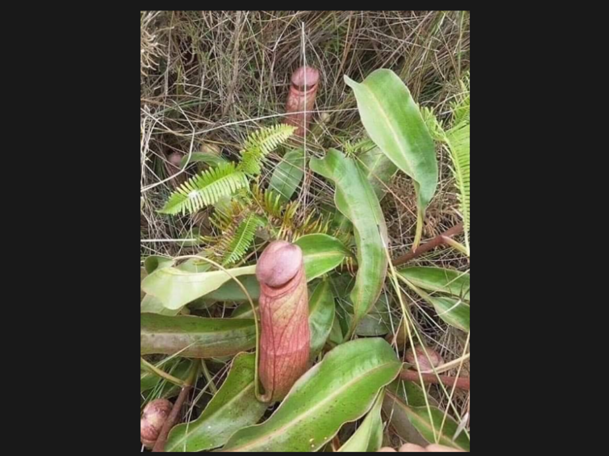 Pitcher plant penis