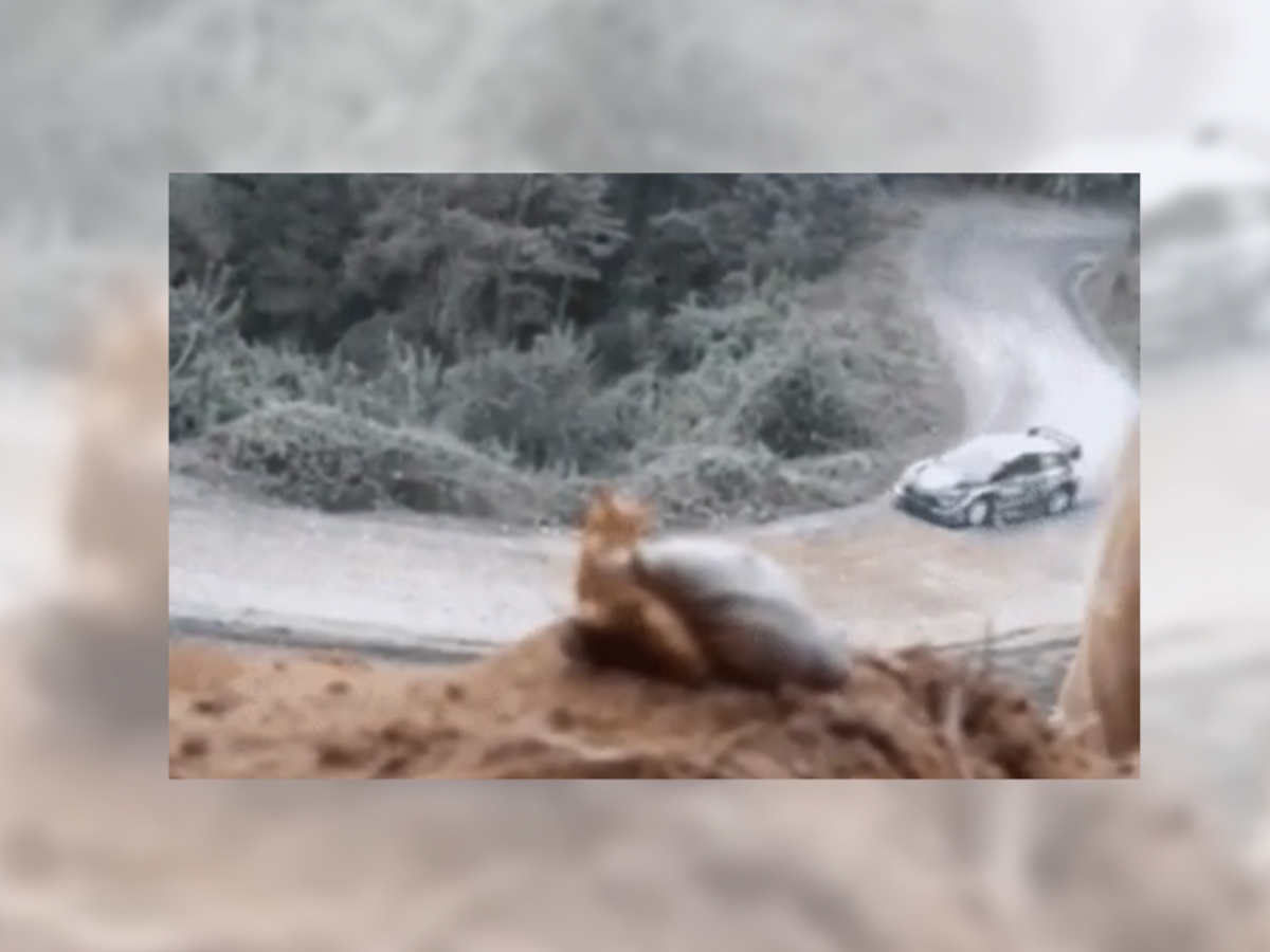 Is this a GIF of a Snail Watching a Race Car Drift on a Road? | Snopes.com