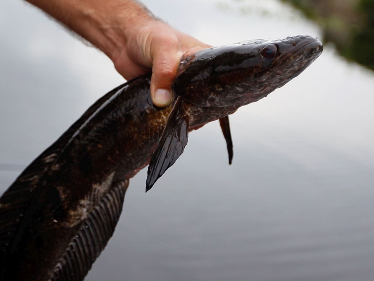 Can the Snakehead Fish Survive on Land?