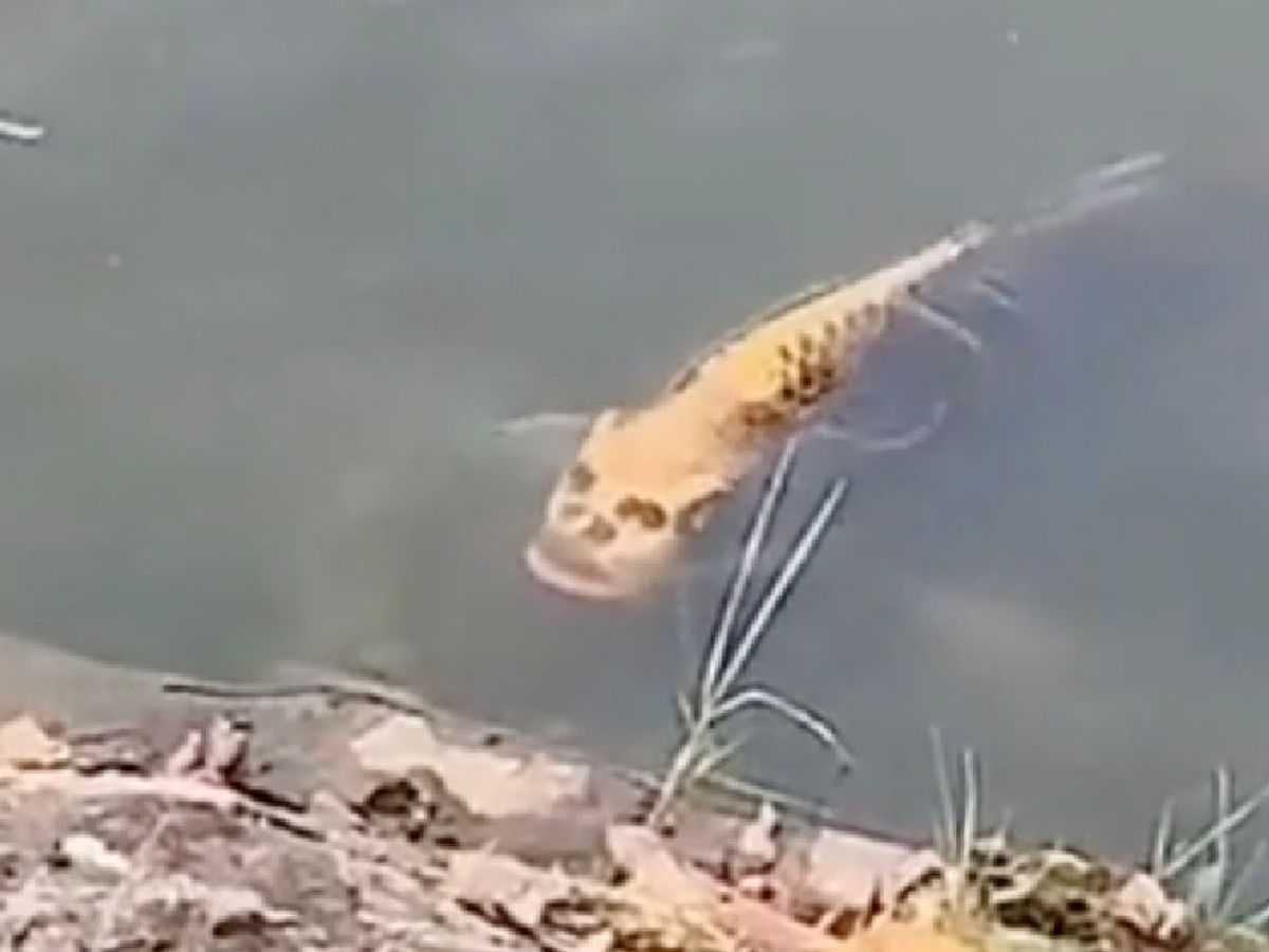 Is This a Carp with a Human Face?