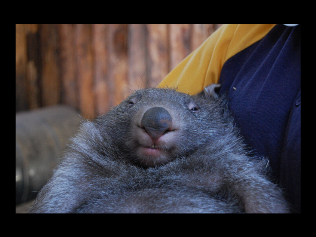 Are Wombats Inviting Animals Into Their Burrows to Escape Australia Fires?  