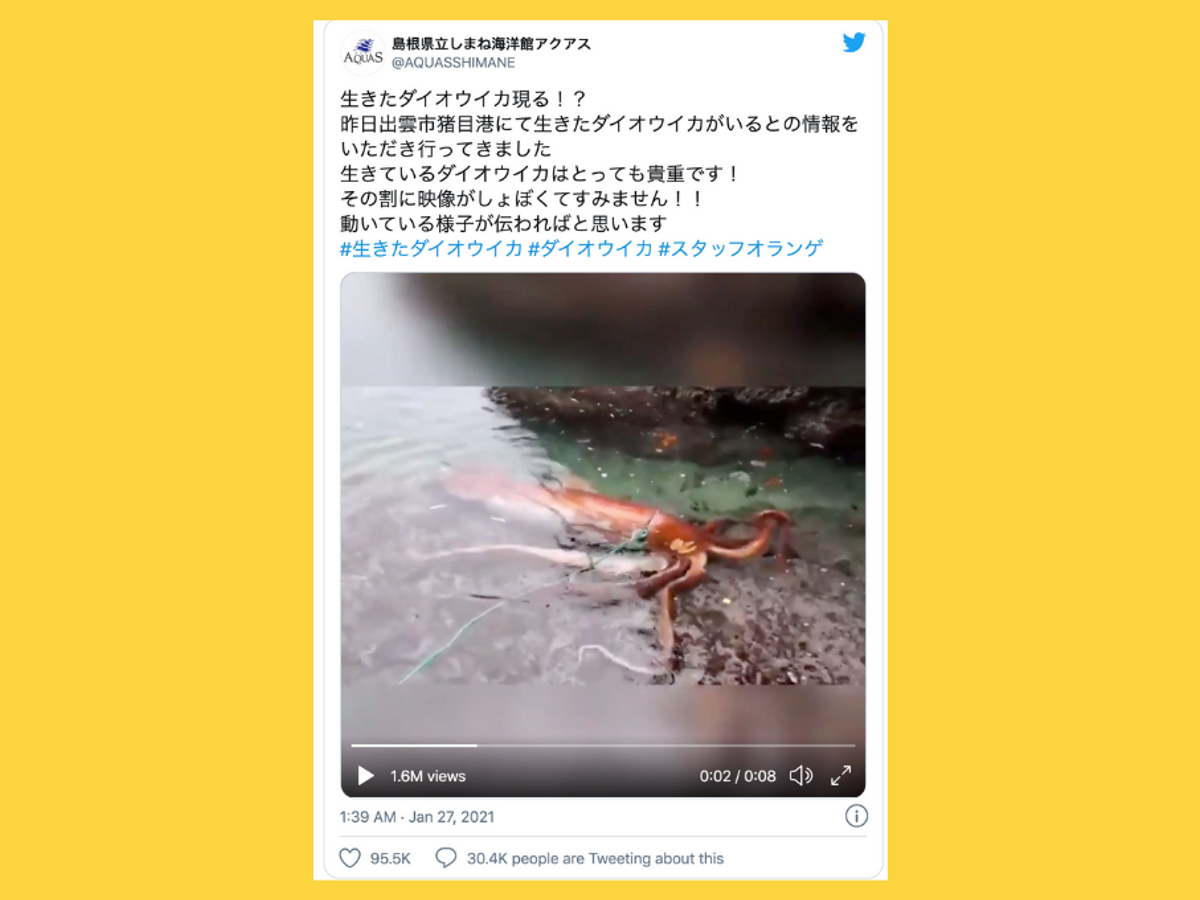 Was a Giant Squid Found in a Harbor in Japan? | Snopes.com