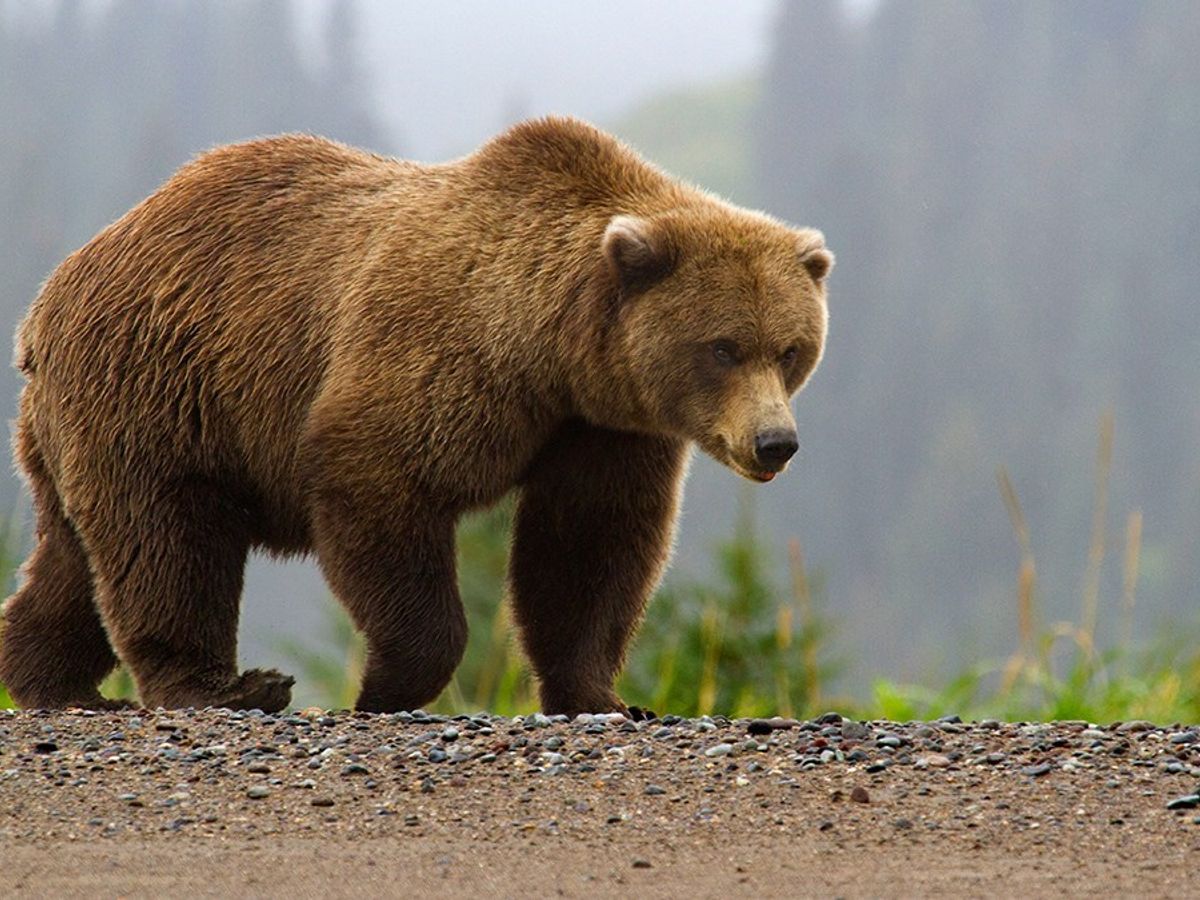 Bears really do chase skiers—but is this video fake?