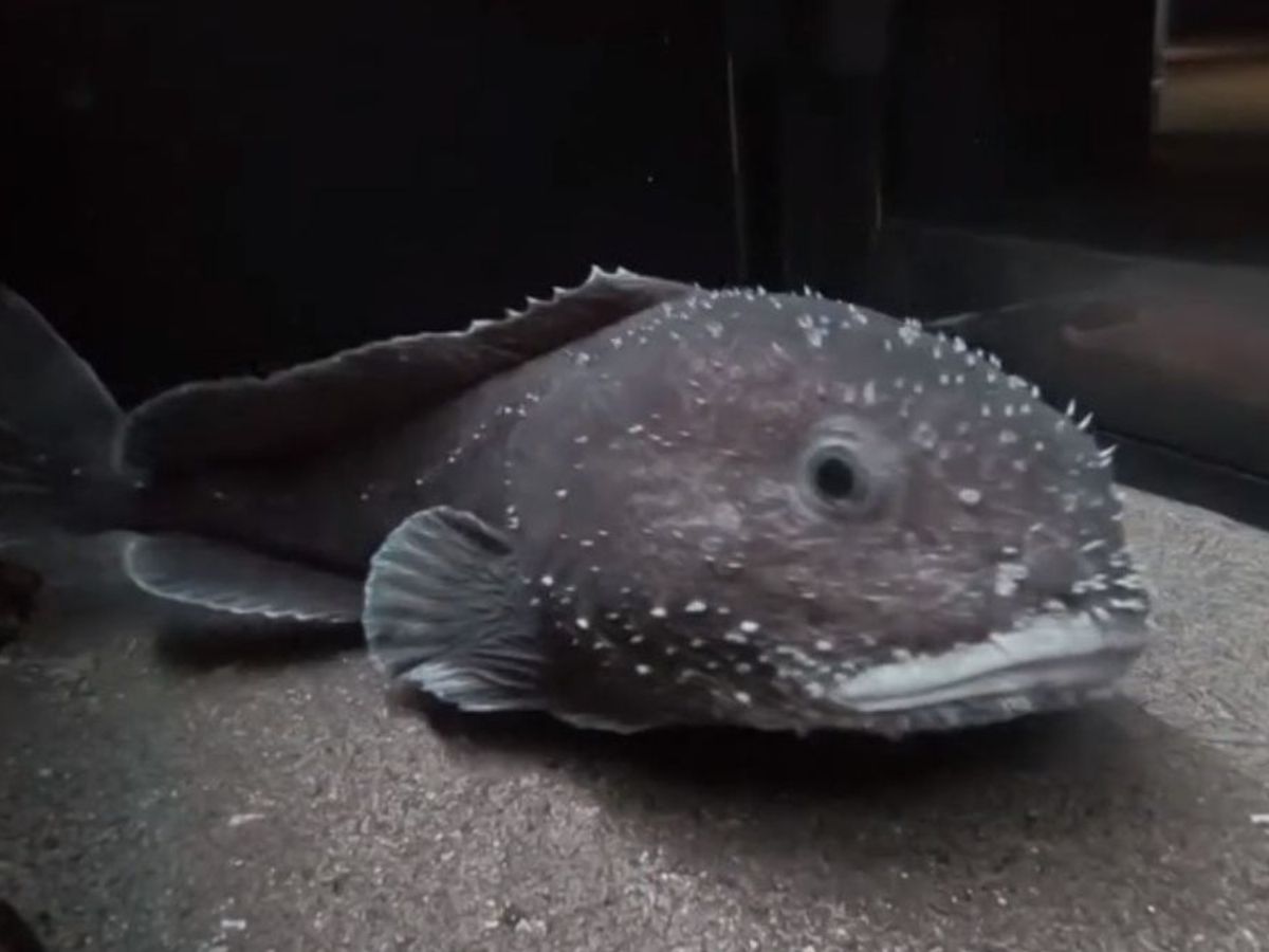 Blobfish Underwater