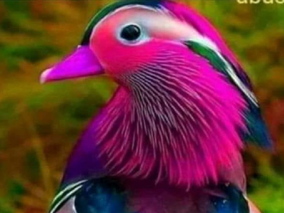 The Eagle  Most beautiful birds, Beautiful birds, Colorful birds