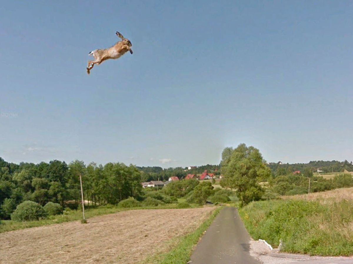 Was a 'Super Rabbit' Hit by a Google Maps Street View Car? 