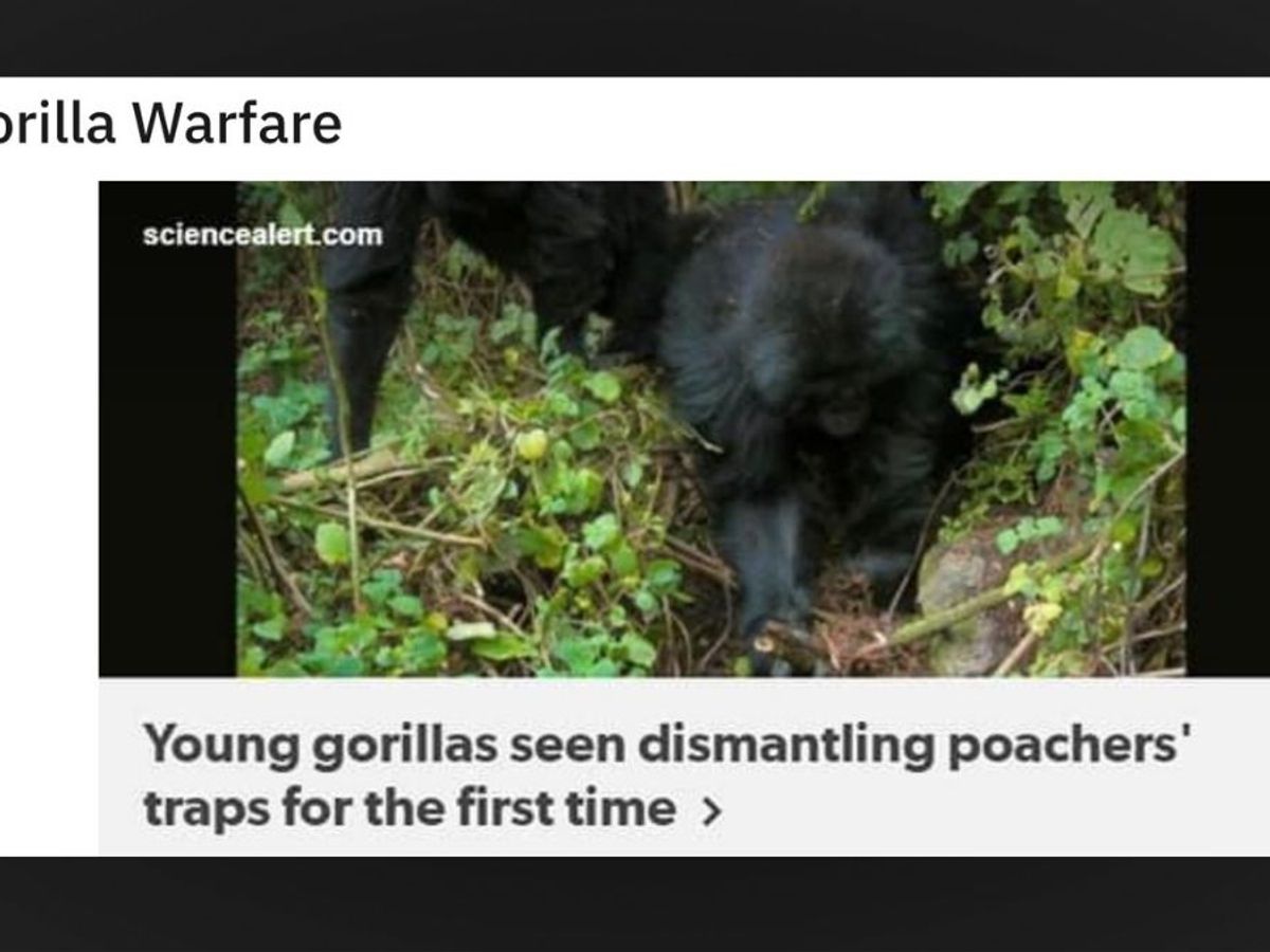 Does a Pic Show Gorillas Dismantling a Poacher Trap?