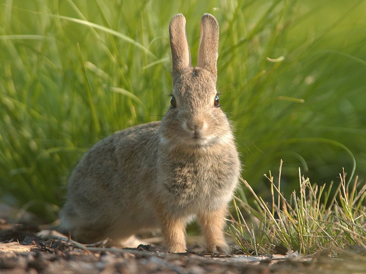 can a dog get sick from eating a dead rabbit