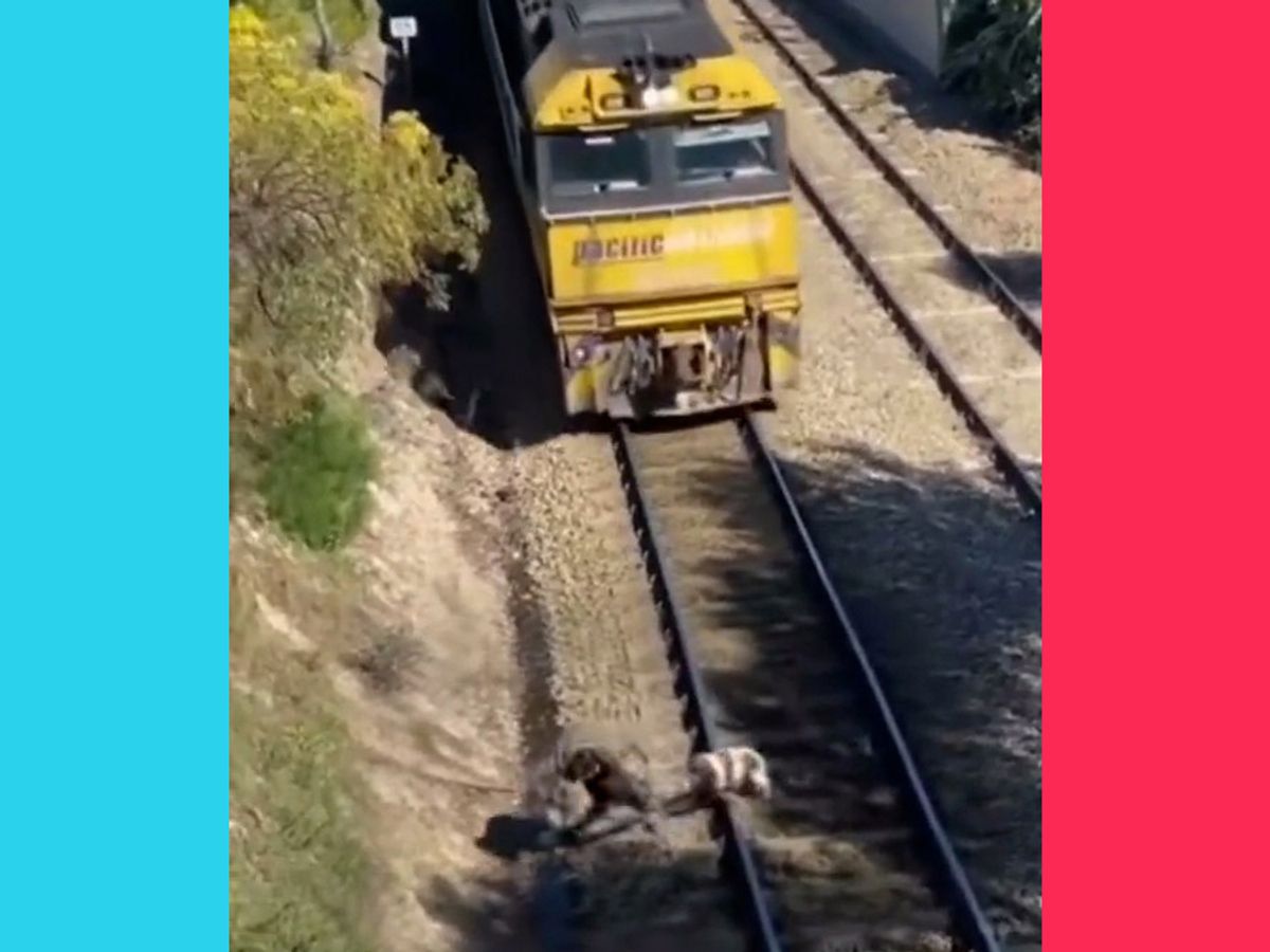 Did This Video Show a Dog Rescued from Train Tracks? 