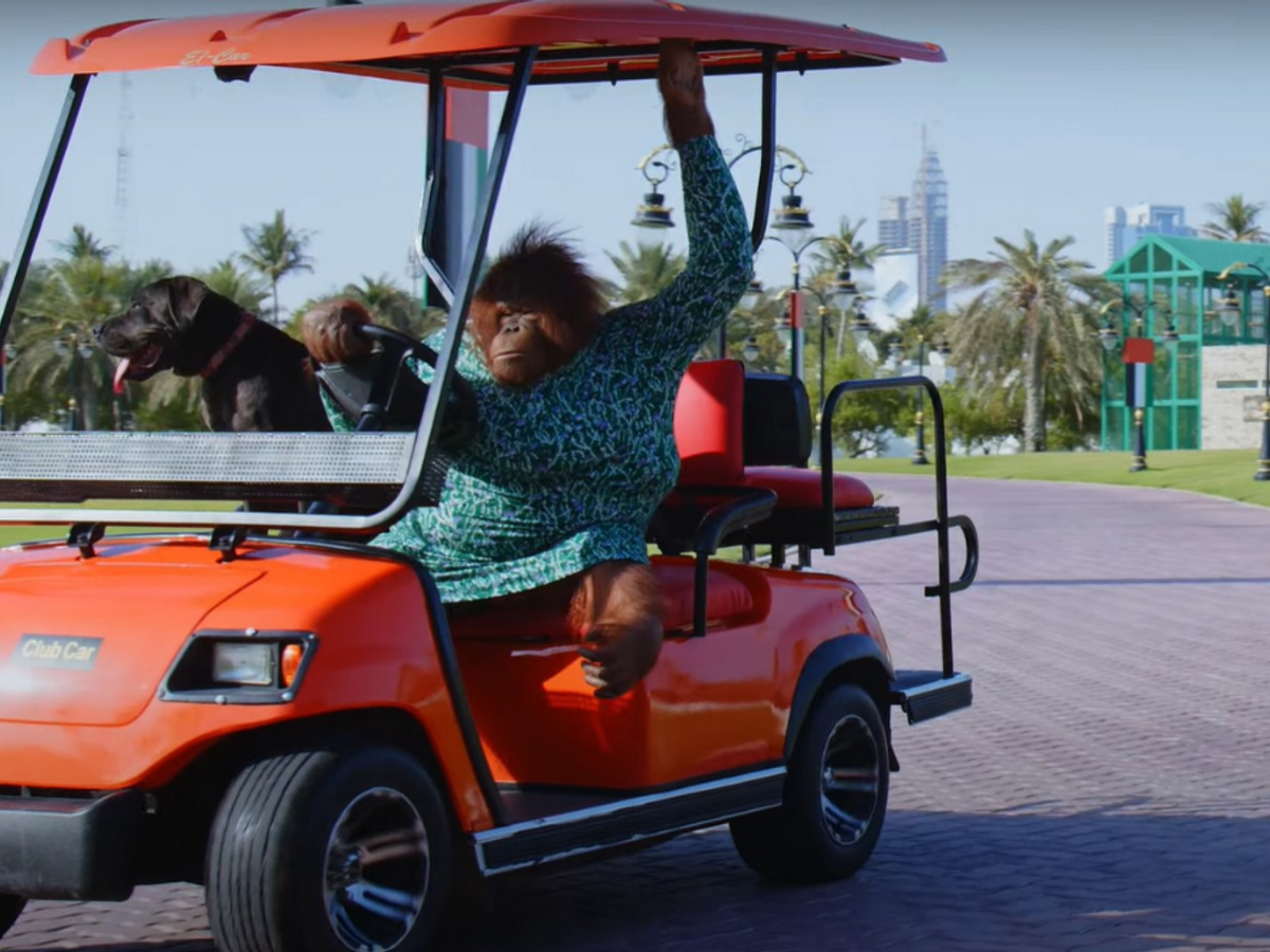 Is This Orangutan Actually Driving a Golf Cart? | Snopes.com