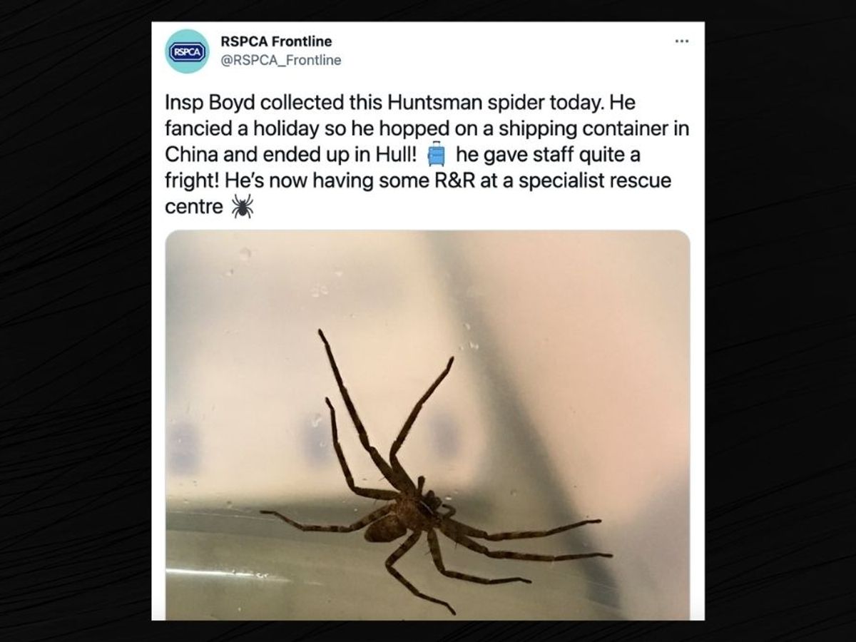 world biggest real spider