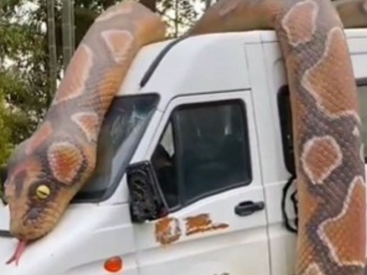 Did a Snake Wrap Itself Around a Van? 