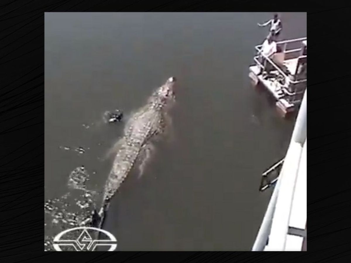 Is Real Footage of 30-Foot-Long, Crocodile? Snopes.com