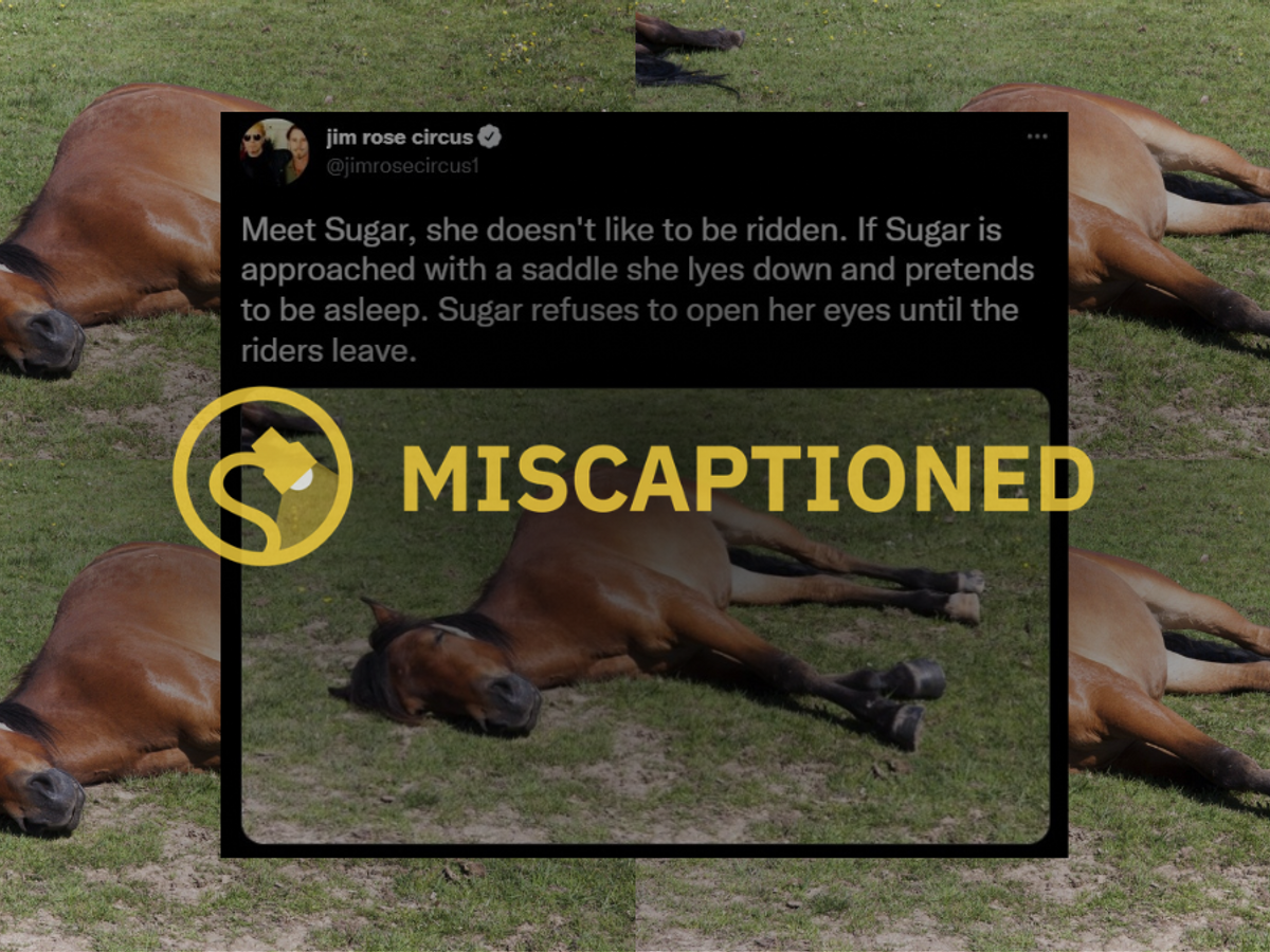 Does 'Sugar' the Horse Lie Down to Avoid Work? 
