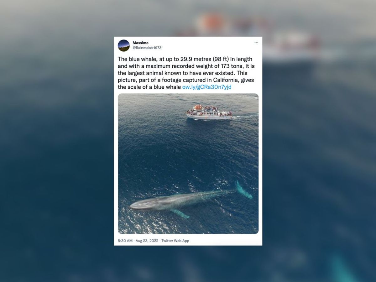 the biggest blue whale in the world