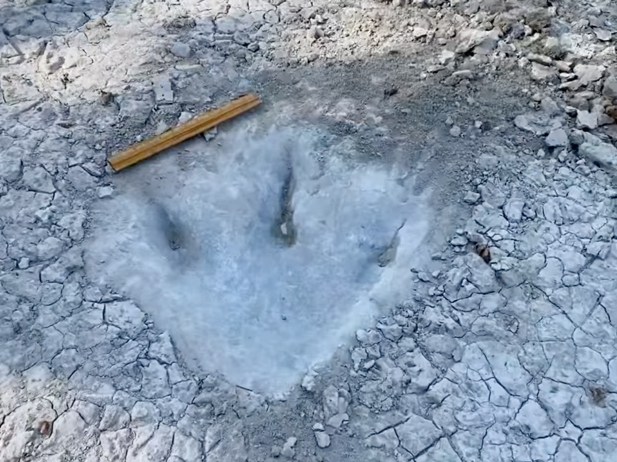 Dinosaur 2025 footprint hoax