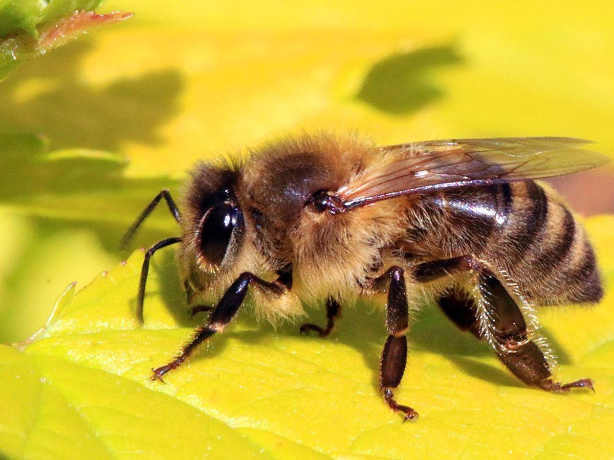 Do Male Honey Bees Die From Climaxing During Sex?