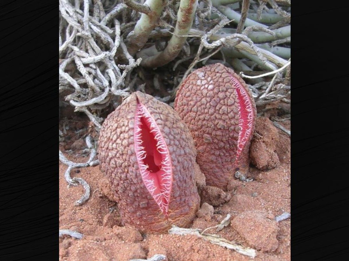 Yes, This Plant Truly Resembles a Vagina | Snopes.com