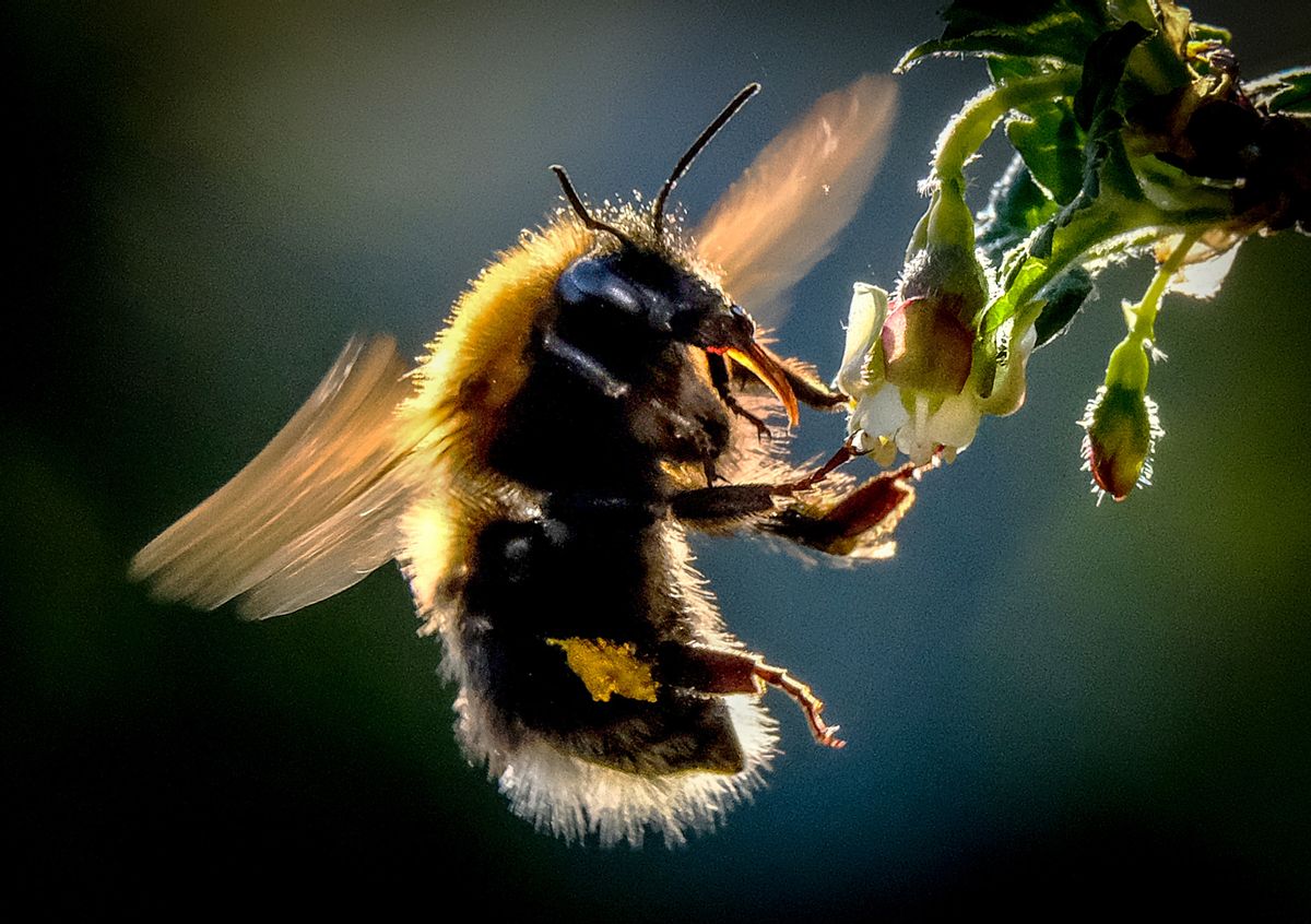 A bee draws nectar from the flowers of a gooseberry bush in a garden outside Moscow on May 12, 2018. (Photo by Yuri KADOBNOV / AFP) (Photo by YURI KADOBNOV/AFP via Getty Images) (Getty Images)