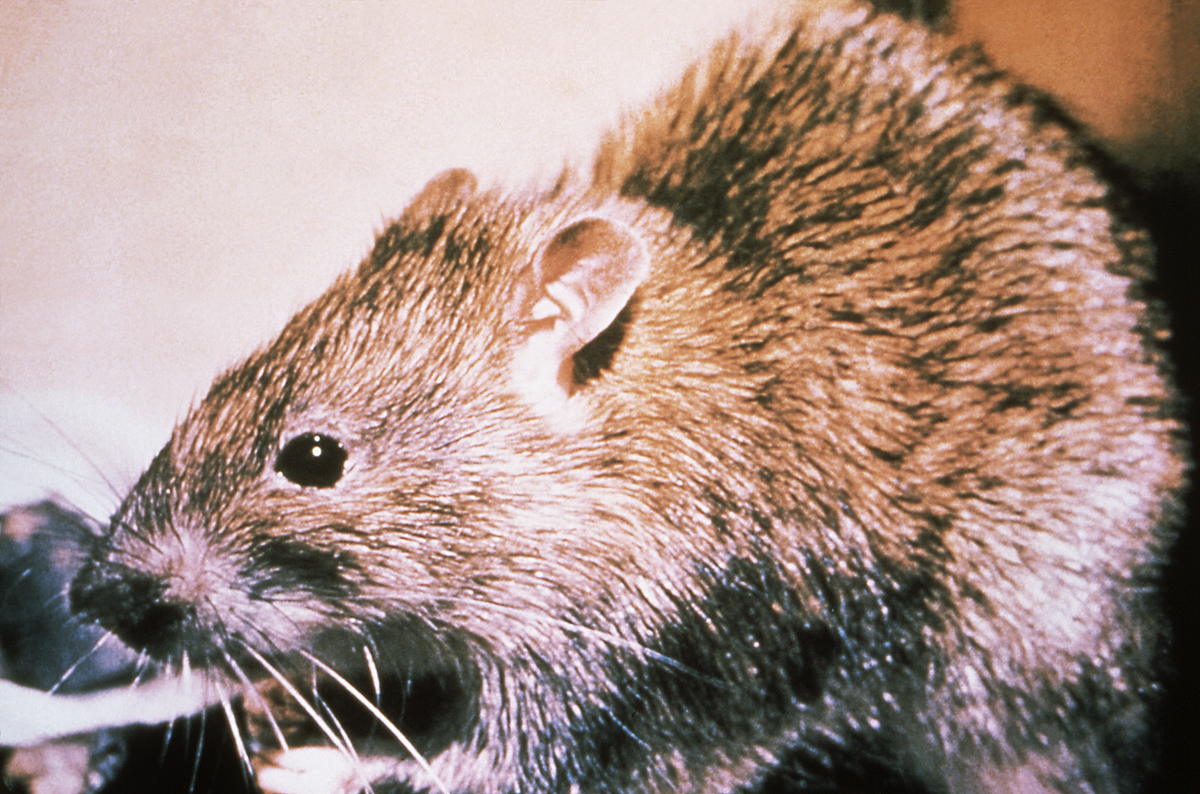 This image depicts a black rat, Rattus rattus, which is one of the amplification hosts associated with the spread of black death, or plague. Rats infected with the plague bacteria, Yersinia pestis, host fleas, which ingest the rat’s infected blood, in turn themselves becoming infected. If these fleas then bite a human being in order to obtain another blood meal, they transfer these bacteria, thereby, infecting the human with plague. (CDC)