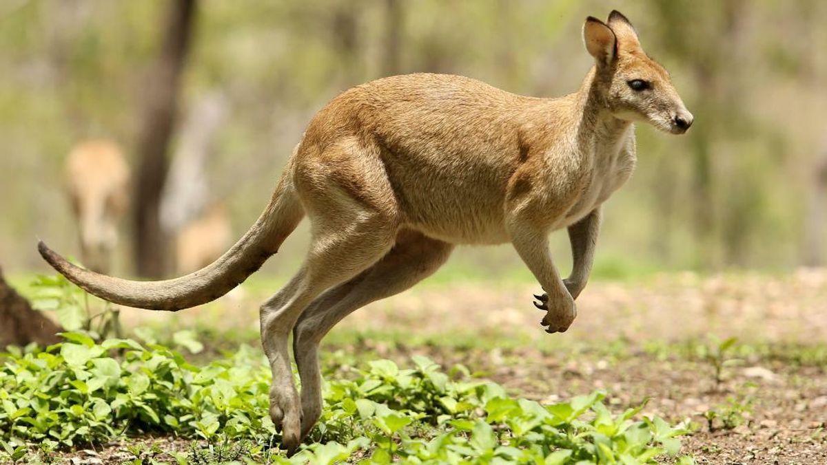 Were Armed Kangaroos Added to a Military Combat Simulation Program?