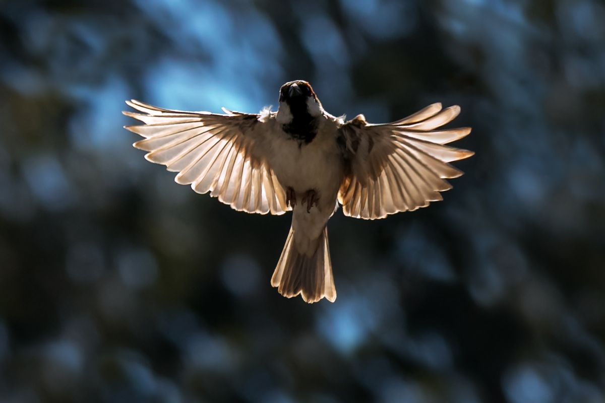 One male house sparrow is in flying stage. It flying straight forward and picture taken in opposite sunlight. (Getty Images)