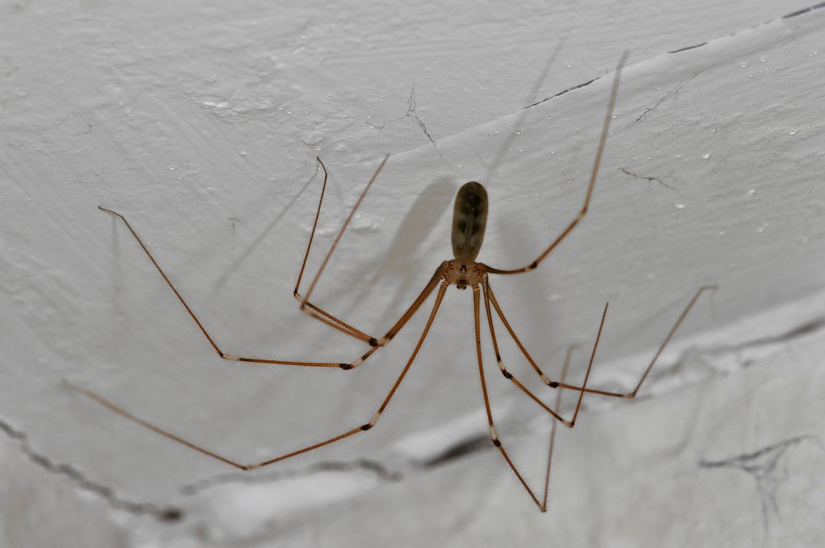 Cellar spider / daddy longlegs (Pholcus phalangioides) in house, Belgium. (Photo by: Arterra/Universal Images Group via Getty Images) (Arterra/Universal Images Group via Getty Images)