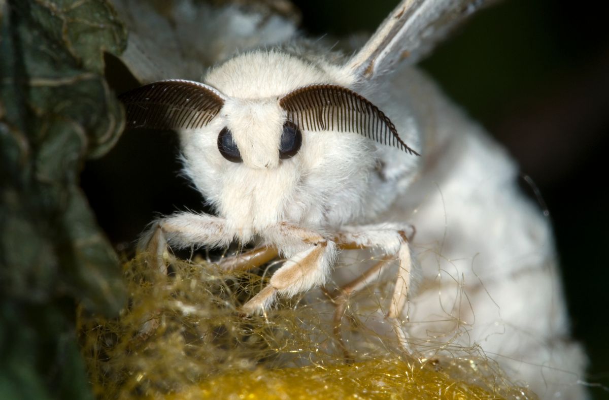UNSPECIFIED - FEBRUARY 23: Moth of silkworm (Bombyx mori), Bombycidae. Detail. (Photo by DeAgostini/Getty Images) (DeAgostini/Getty Images)