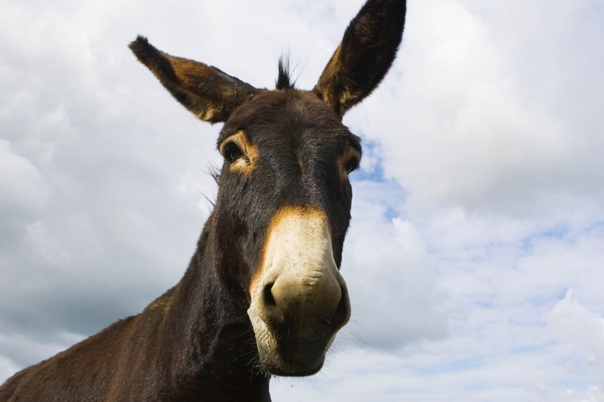 NORMANDY, FRANCE - AUGUST 26:  Donkey, Normandy, France.  (Photo by Tim Graham/Getty Images) (Getty Images)