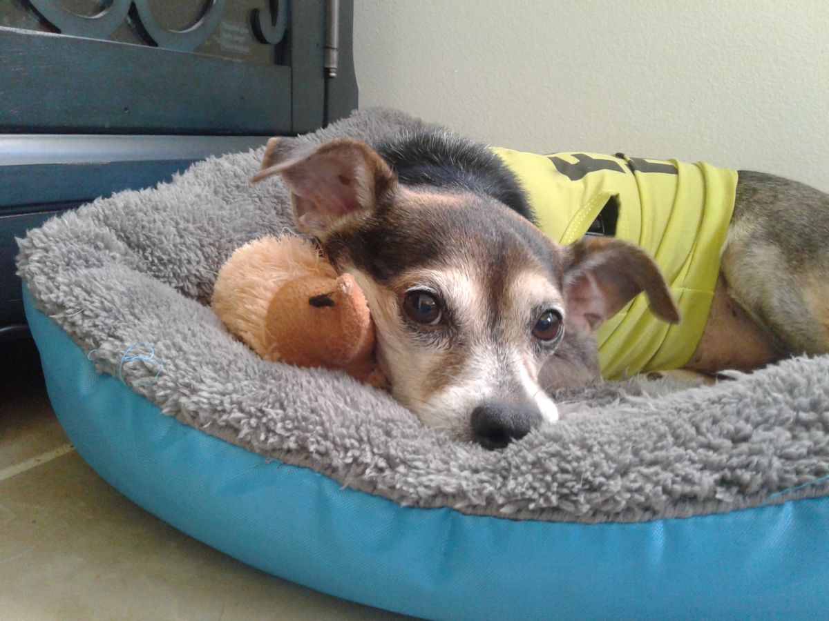 A little dog with a toy in his bed. (Wikimedia Commons/KarinaHolosko CC BY-S.A. 4.0) (Wikimedia Commons/KarinaHolosko CC BY-S.A. 4.0)