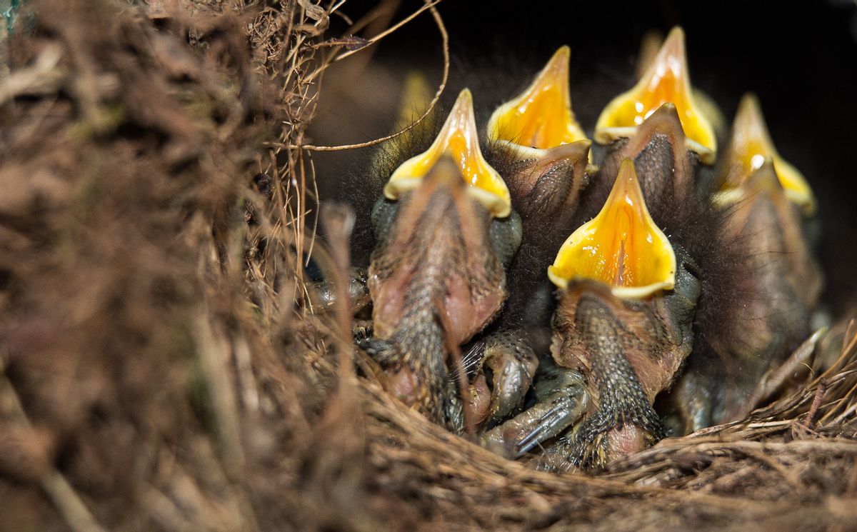 Small chicks of the European Robin can be seen with opened beaks in a next situated inside a hole at a construction site in Hanover, Germany, 30 June 2017. The area around the nest was barred, so that construction work cannot take place for one or two weeks. Photo: Silas Stein/dpa (Photo by Silas Stein/picture alliance via Getty Images) (Silas Stein/picture alliance via Getty Images)