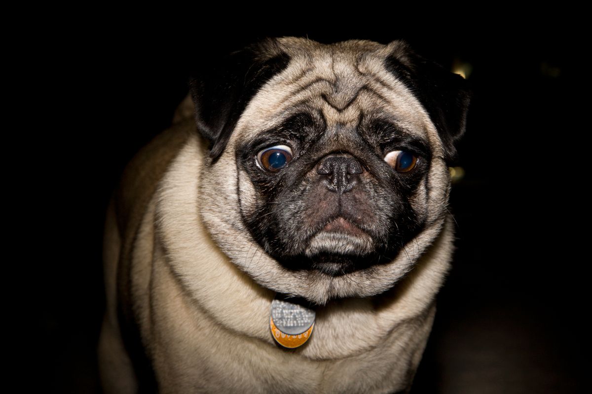 Pug dog making skeptical confused face against black background with dramatic gridded lighting. (Getty Images)