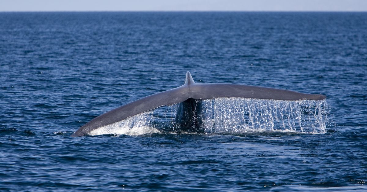 Blue whale, Balaenoptera musculus. Tail flukes: the whale is diving. Photographed in the Sea of Cortez (Gulf of California), Mexico. (Photo by: Francois Gohier/VWPics/Universal Images Group via Getty Images) (Francois Gohier/VWPics/Universal Images Group via Getty Images)