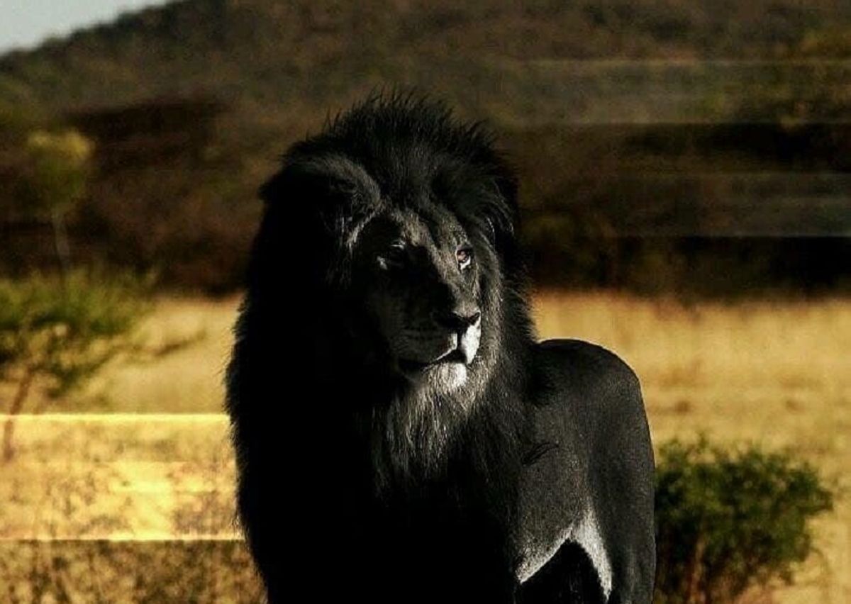 Is this a Photograph of a Black Lion? | Snopes.com