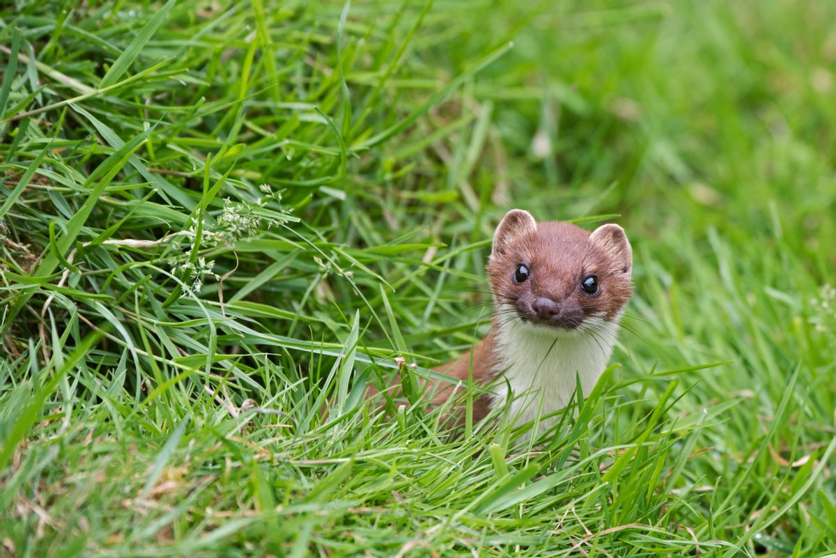 Stoat, Mustela erminea, Norfolk. (Photo by: David Tipling/UIG via Getty Images) (David Tipling/UIG via Getty Images)