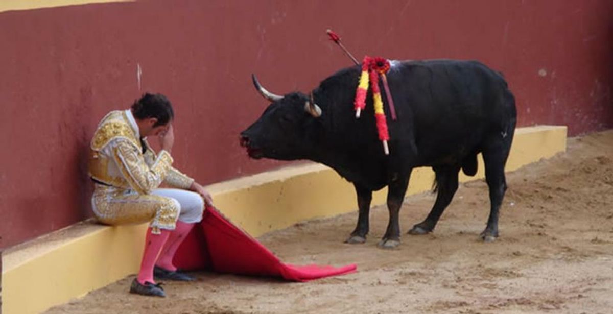 No more bullfighting: a Colombian arena becomes a biodiversity vehicle