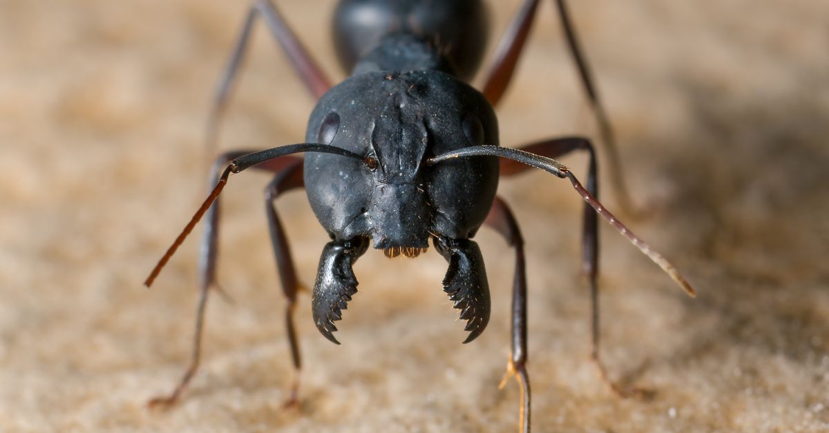 Can A Bug Crawl In Your Ear And Into Your Brain Snopes