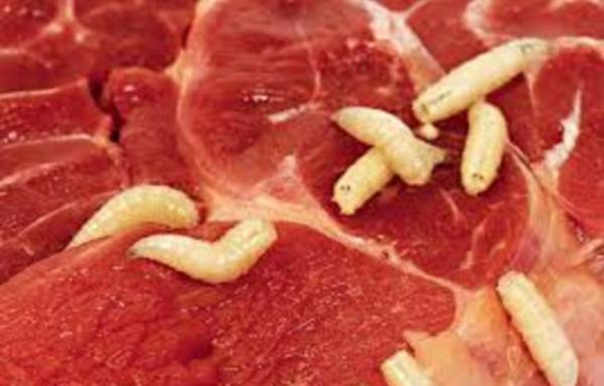 can-dogs-get-worms-from-raw-meat