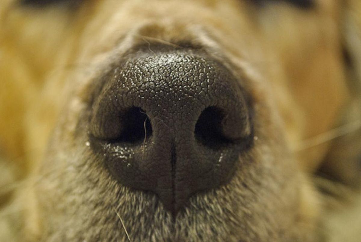 Какой нос у щенка. Нос собаки. Мокрый нос собаки. Нос собаки крупным планом.