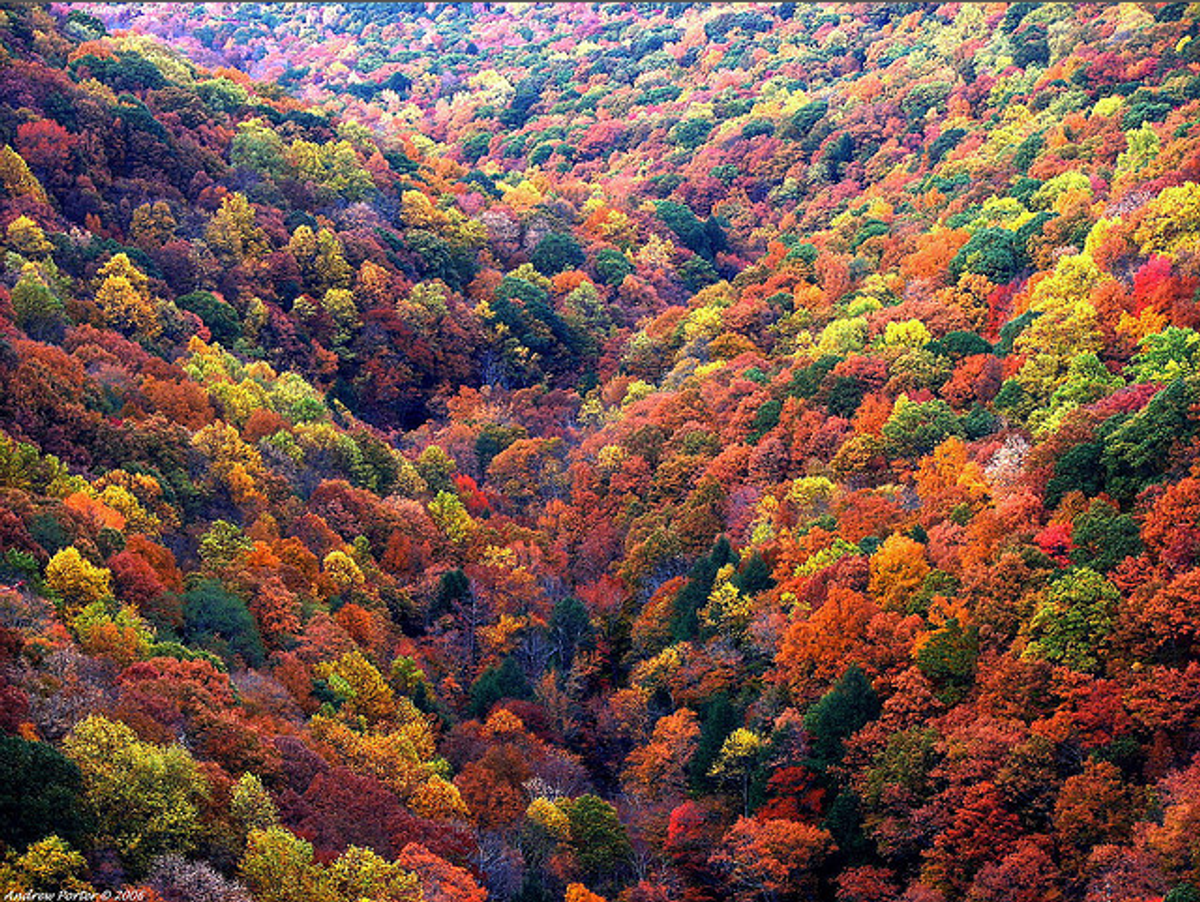 A photograph of some gorgeous fall foliage has been reposted on numerous websites and social media accounts since it was first published on Flickr in 2006. 