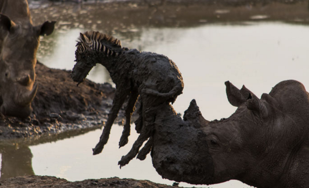 Photograph Shows Rhinoceros Trying to Save Zebra Foal? | Snopes.com