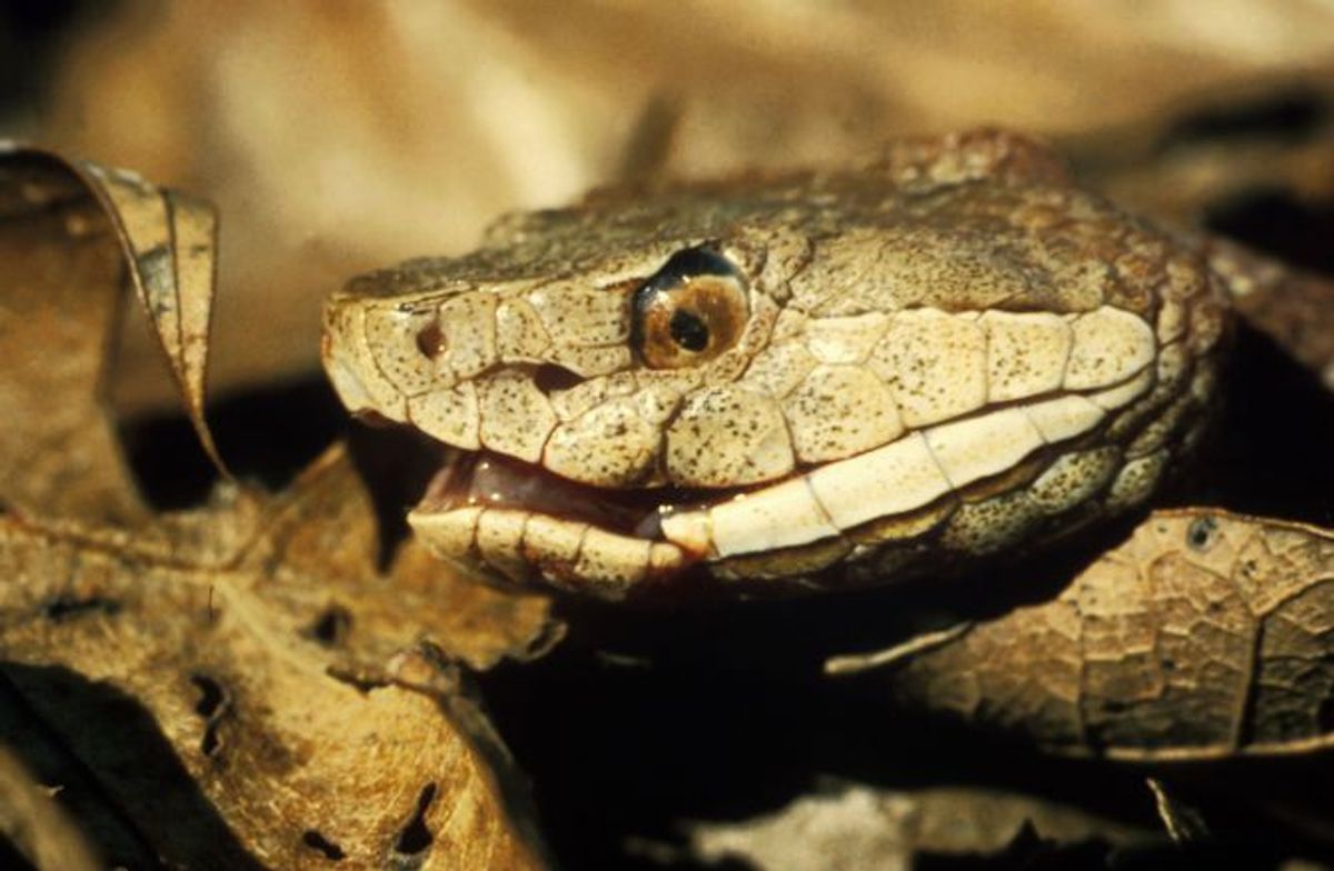 No, Copperhead Snakes Aren't Living Inside Fish Mouths 