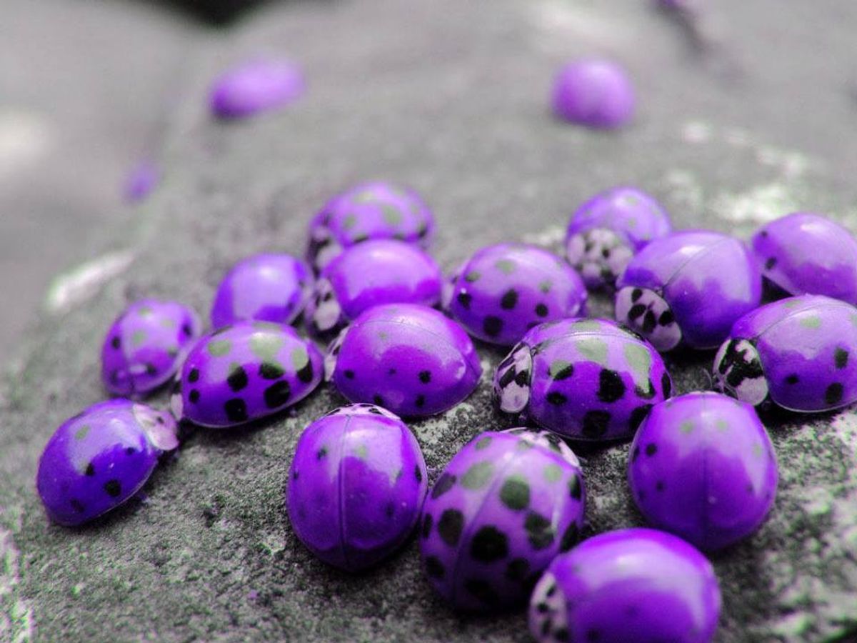 real purple ladybugs