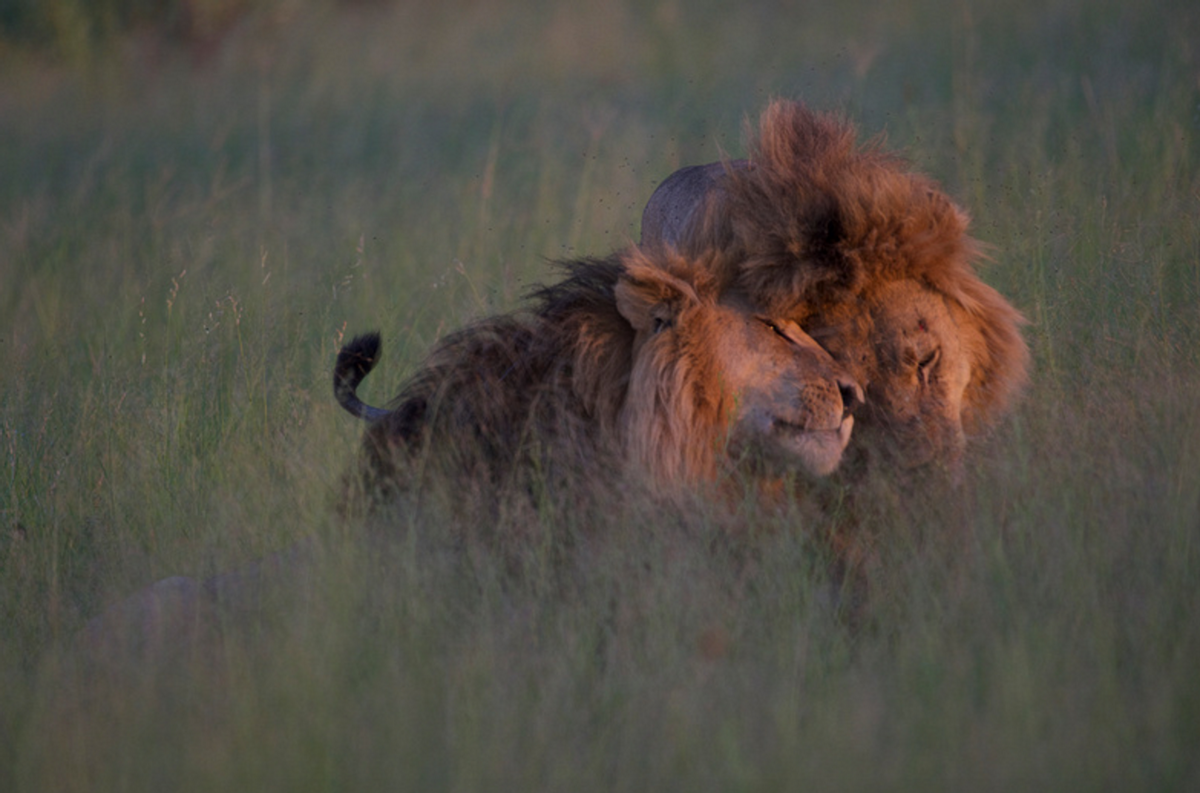Is This a Picture of Gay Lions Mating? 