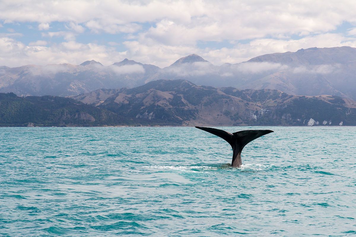 Whale tail - Wikipedia