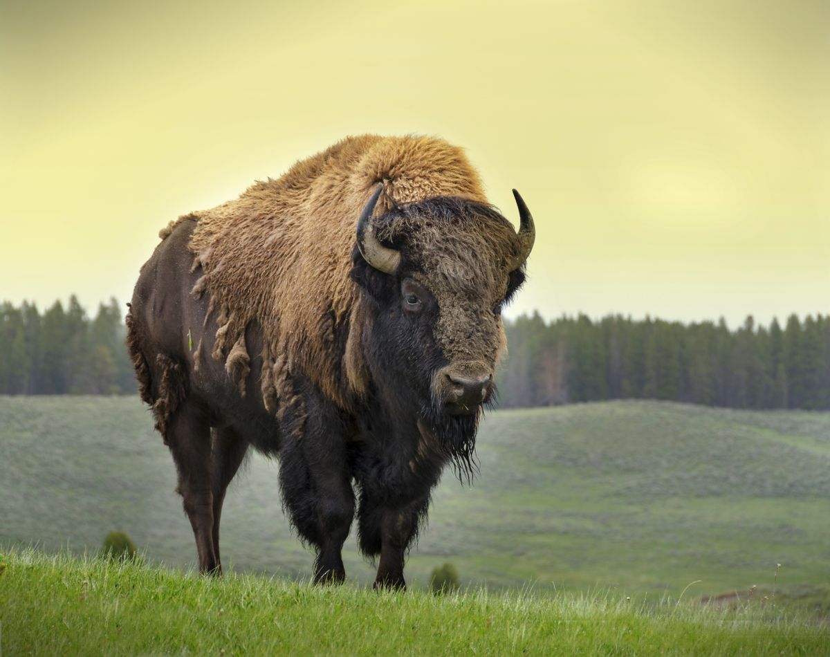  (Yellowstone Wildlife Sanctuary)