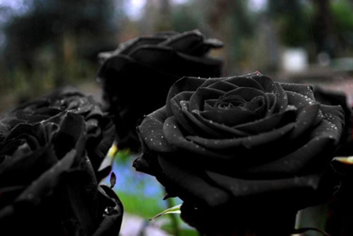 Rare Black Rose' Only Grows in a Village in Turkey | Snopes.com