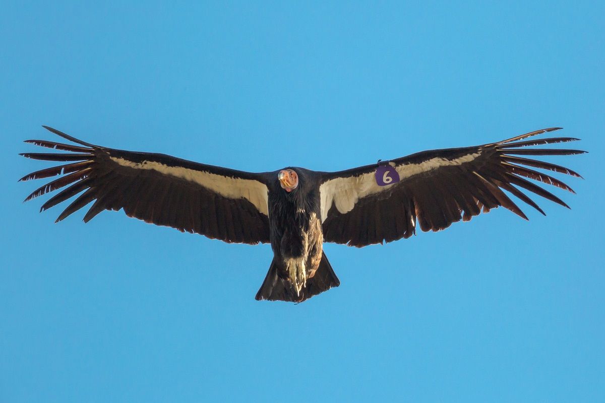 Does This Photograph Show a Condor Killed in America? | Snopes.com